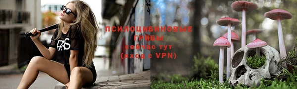 прущие грибы Нефтекумск